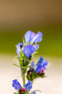 Echium vulgare çiçeği tarlada büyüyor.