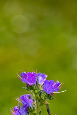 Echium vulgare çiçeği tarlada