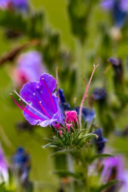 Echium vulgare çiçeği tarlada, yakın çekim