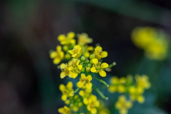 Rorippa Amphibia Blume Feld Nahaufnahme Trieb — Stockfoto