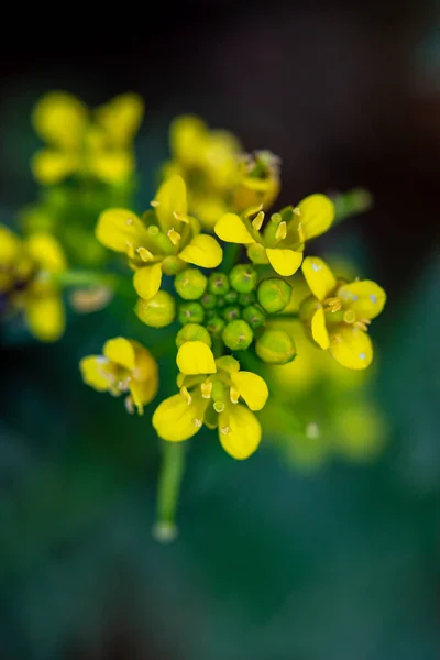 Rorippa Kétéltűek Virág Területen Közelről — Stock Fotó