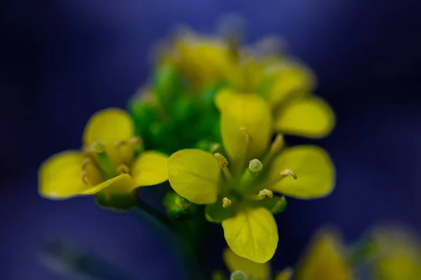 Rorippa Amphibia Fleur Poussant Dans Champ Macro — Photo