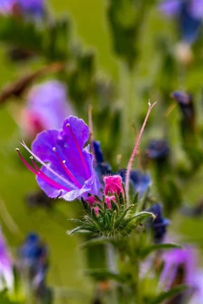 Echium Vulgare Kwiat Polu Zbliżenie Strzelać — Zdjęcie stockowe