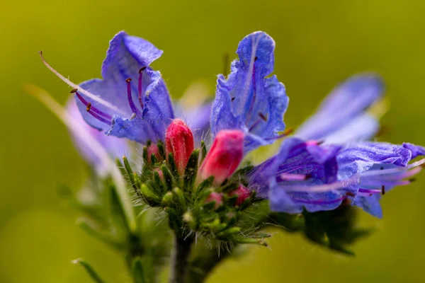 Echium Vulgare Květ Poli Zblízka — Stock fotografie