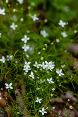 Ormanda Moehringia çiçeği, yakın çekim