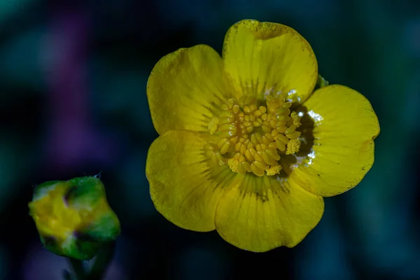 Kwiat Ranunculaceae Rosnący Lasach — Zdjęcie stockowe