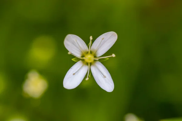 Flor Moehringia Bosque Macro —  Fotos de Stock