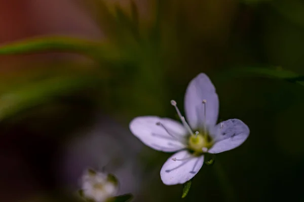 Moehringia Flor Que Crece Bosque Macro —  Fotos de Stock