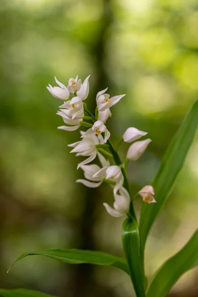 Cephalanthera Longifolia Fleur Dans Champ Pousse Gros Plan — Photo