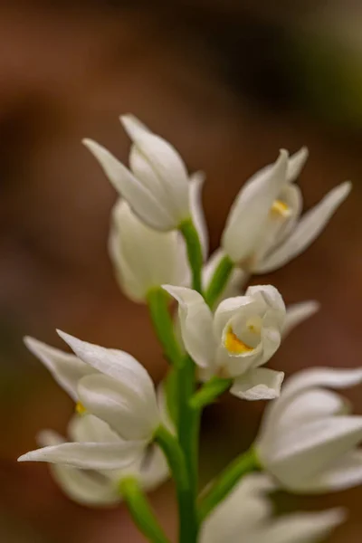 Cephalanthera Longifolia Flower Growing Field Close Shoot — Stock Photo, Image