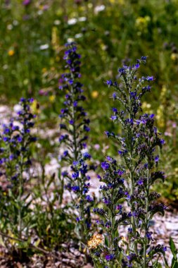 Echium vulgare çiçeği tarlada, yakın çekim