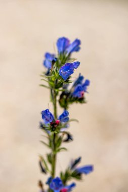 Echium vulgare çiçeği tarlada