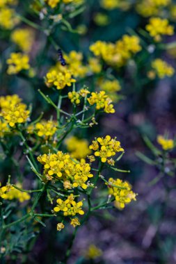 Tarlada yetişen Rorippa amfibi çiçeği, kapat.