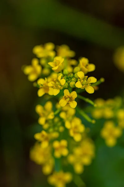 Rorippa Amphibia Blume Feld Nahaufnahme — Stockfoto