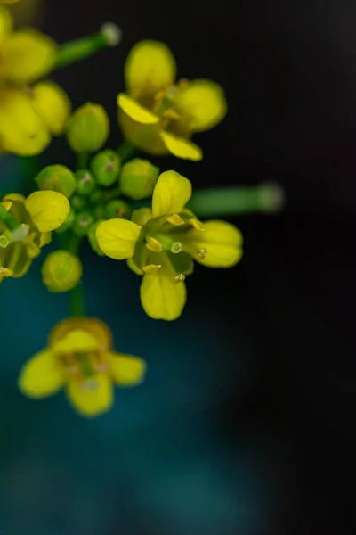 Rorippa Amphibia Blume Feld Nahaufnahme Trieb — Stockfoto