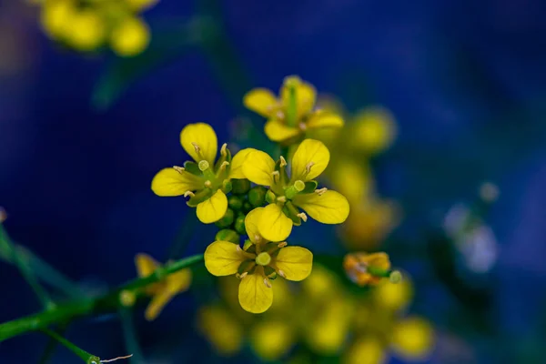 Flor Rorippa Amphibia Crescendo Campo Macro — Fotografia de Stock