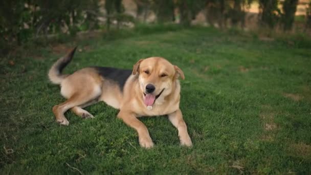 遊んだ後に舌で呼吸する幸せな若い健康な犬 草の中に横になっている若い羊飼いの広いショット — ストック動画