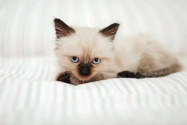 Cute White Little Kitten Black Ears Snuggled White Bed While — Stock Photo, Image