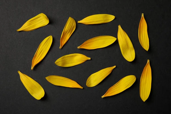 Pétales Tournesol Jaune Frais Sur Fond Noir Plat — Photo