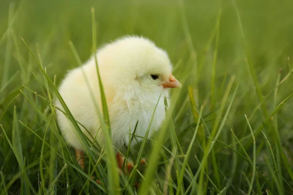 Frango Fofo Bonito Bebê Grama Verde Close Animais Exploração — Fotografia de Stock