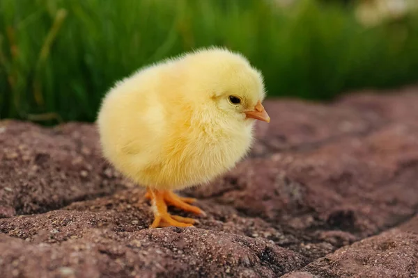 Cute Fluffy Baby Chicken Stone Outdoors Closeup Farm Animal — Stock Photo, Image