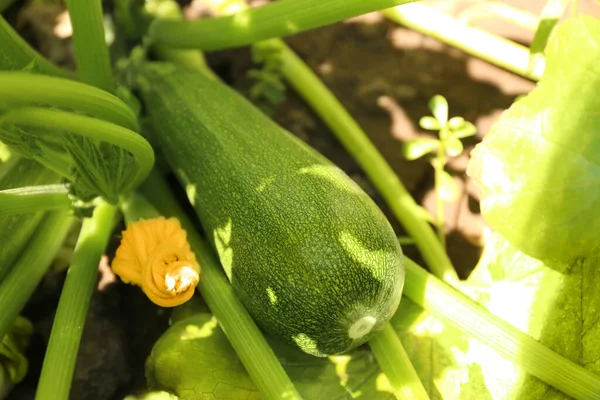Green Zucchini Ripening Outdoors Sunny Day Closeup — Stock Photo, Image