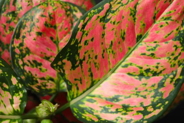 背景として美しい葉を持つアグラノネマ クローズアップ 熱帯植物 — ストック写真