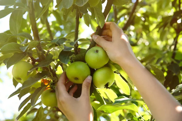 Femme Cueillant Des Pommes Mûres Dans Arbre Extérieur Gros Plan — Photo