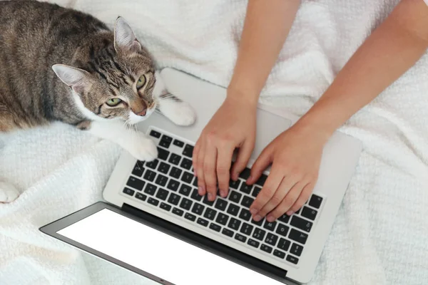 Young woman with cat and laptop on white plaid, top view. Home office concept