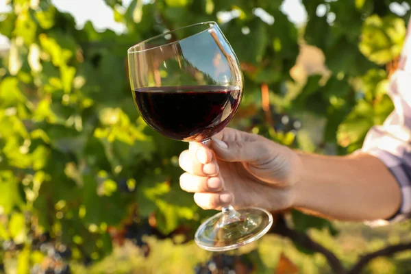Man holding glass of wine in vineyard, closeup