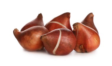 Beyaz arka planda lale soğanları. Bahçe sezonu