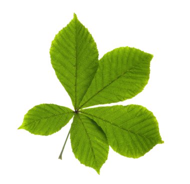 At kestanesi ağacı yaprağı beyaza izole edilmiş.