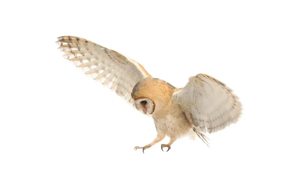 Beyaz Arka Planda Uçan Güzel Baykuş Ahırı — Stok fotoğraf