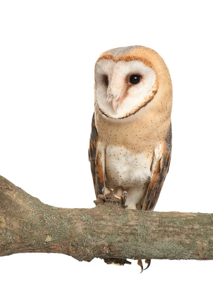 Schöne Schleiereule Auf Zweig Vor Weißem Hintergrund — Stockfoto