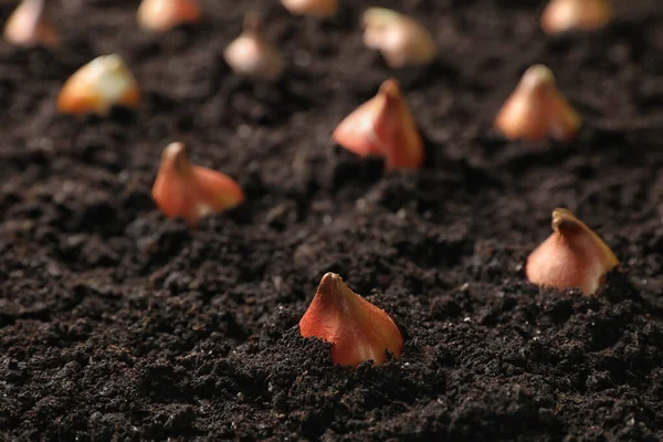 Muitos Bulbos Tulipa Marrom Plantados Solo — Fotografia de Stock