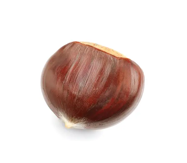 Fresh Sweet Edible Chestnut Isolated White — Stock Photo, Image