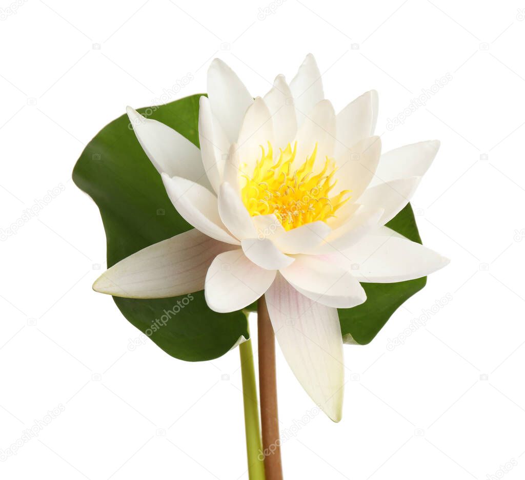 Beautiful blooming lotus flower with green leaf isolated on white