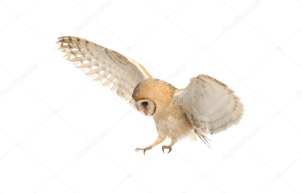 Beautiful common barn owl flying on white background