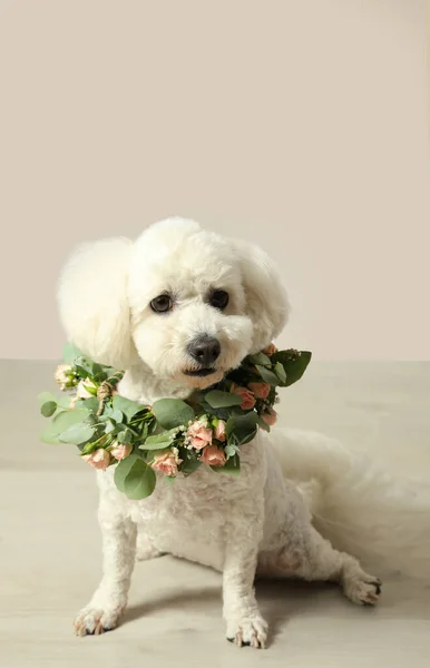 Adorable Bichon Portant Une Couronne Faite Belles Fleurs Intérieur — Photo