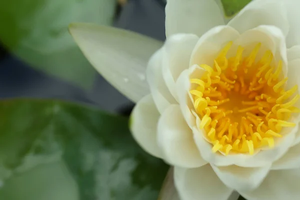 Красивый Белый Цветок Лотоса Пруду Крупным Планом — стоковое фото