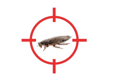 Beyaz arka planda kırmızı hedef sembolü olan hamamböceği. Haşere kontrolü