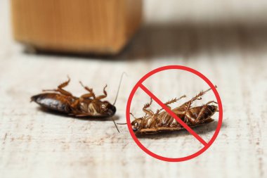 Yerde kırmızı yasak işareti olan ölü hamamböcekleri. Haşere kontrolü