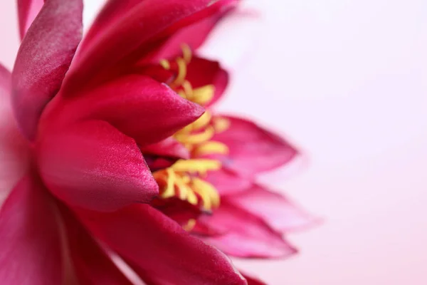 Красивый Цветущий Цветок Лотоса Светло Розовом Фоне Крупный План — стоковое фото