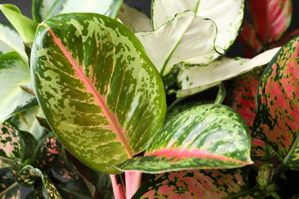 有美丽叶子为背景 特写的阿格劳内马斯 热带植物 — 图库照片