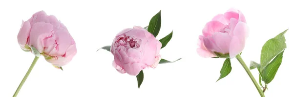 Set Beautiful Pink Peony Flowers White Background Banner Design — Stock Photo, Image