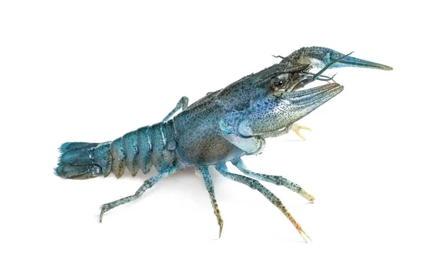 Écrevisses Bleues Saphir Isolées Sur Blanc — Photo