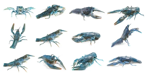 Set Blue Crayfishes Isolated White Banner Design — Stock Photo, Image