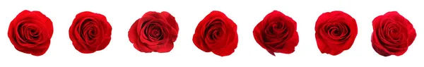Набор Красивых Красных Роз Белом Фоне Баннерный Дизайн — стоковое фото