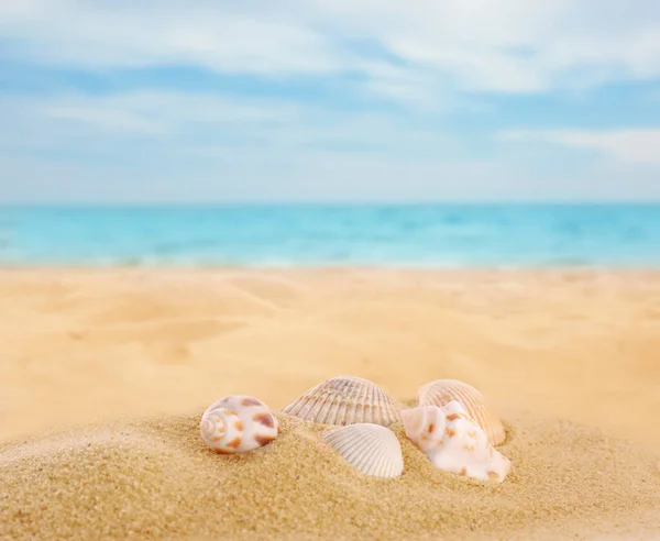 Hermosas Conchas Mar Exóticas Playa Arena — Foto de Stock