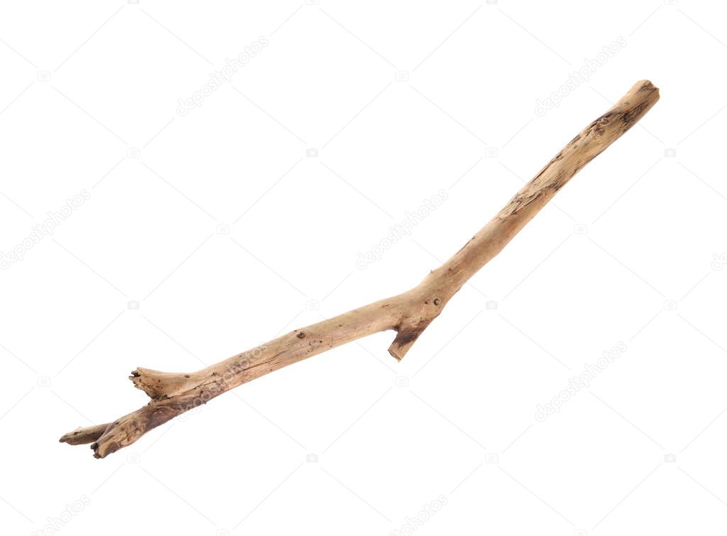 Old dry tree branch isolated on white